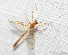 Enicospilus