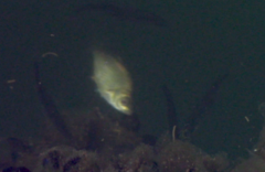 Cymatogaster aggregata