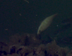 Cymatogaster aggregata