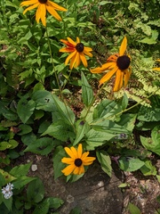 Rudbeckia fulgida