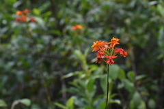 Epidendrum radicans