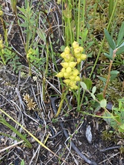 Scheuchzeria palustris