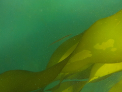 Aulorhynchus flavidus