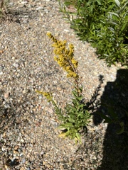 Solidago velutina