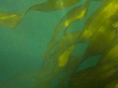 Aulorhynchus flavidus