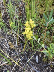 Scheuchzeria palustris