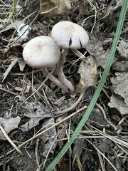Laccaria bicolor