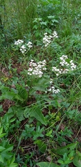 Parthenium auriculatum