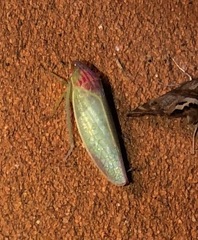 Gyponana octolineata
