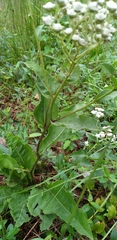 Parthenium auriculatum