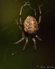 Neoscona arabesca