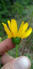 Helianthus atrorubens