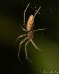 Larinia directa