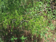 Gleditsia triacanthos