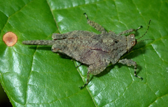 Eomorphopus