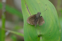 Hesperiidae