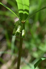 Polygonatum verticillatum
