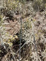 Schoenoplectus pungens