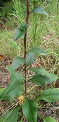 Helianthus atrorubens