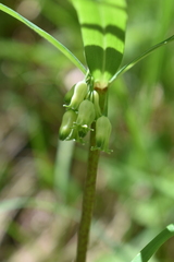 Polygonatum verticillatum