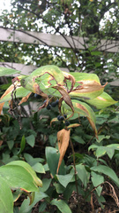 Polygonatum biflorum