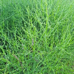 Cycloloma atriplicifolium