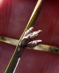 Schoenoplectus pungens