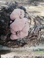 Daldinia childiae