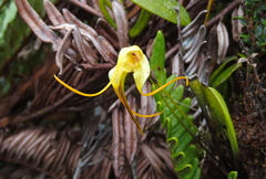 Masdevallia
