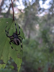 Neoscona domiciliorum