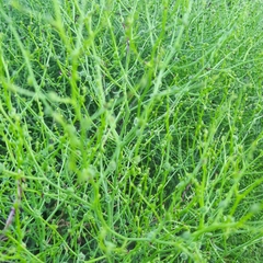 Cycloloma atriplicifolium