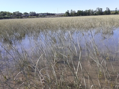 Schoenoplectus pungens