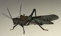 Tropidacris cristata