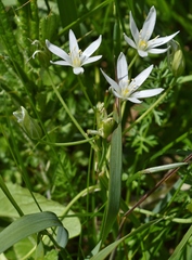 Ornithogalum umbellatum