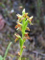Orchidoideae