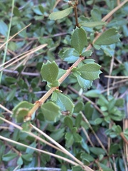 Ceanothus pumilus