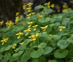 Viola biflora