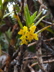Maxillaria