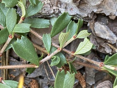 Ceanothus pumilus