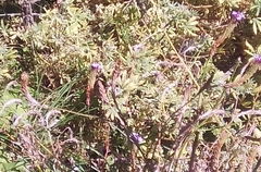 Verbena lasiostachys