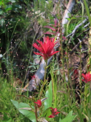 Castilleja miniata