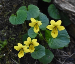 Viola biflora
