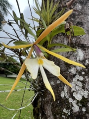 Epidendrum