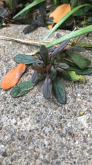 Buglossoides arvensis