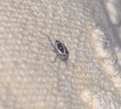 Dermestidae