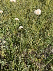 Eriophorum virginicum