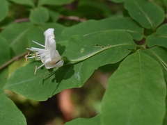 Lonicera nigra