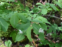 Lonicera nigra