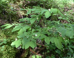 Lonicera nigra