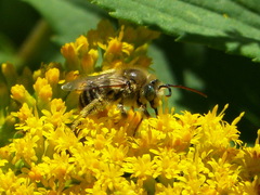 Melissodes druriellus